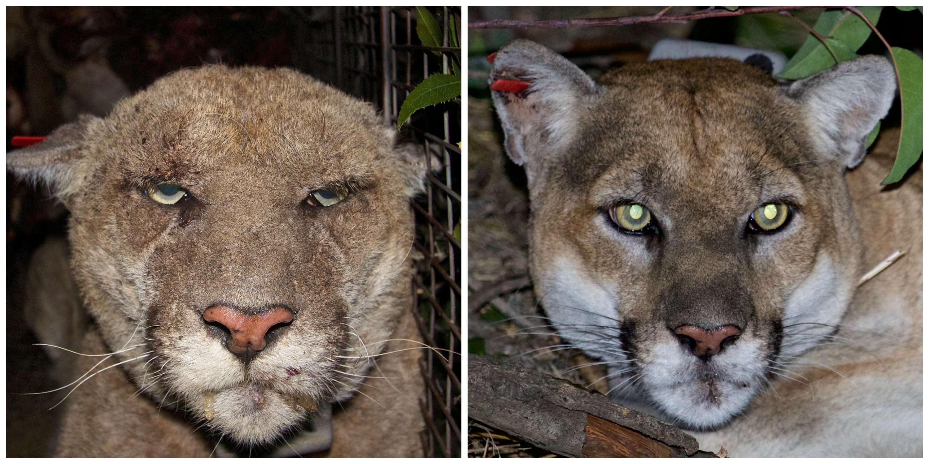 Mountain lion P-22 before and after mange disease