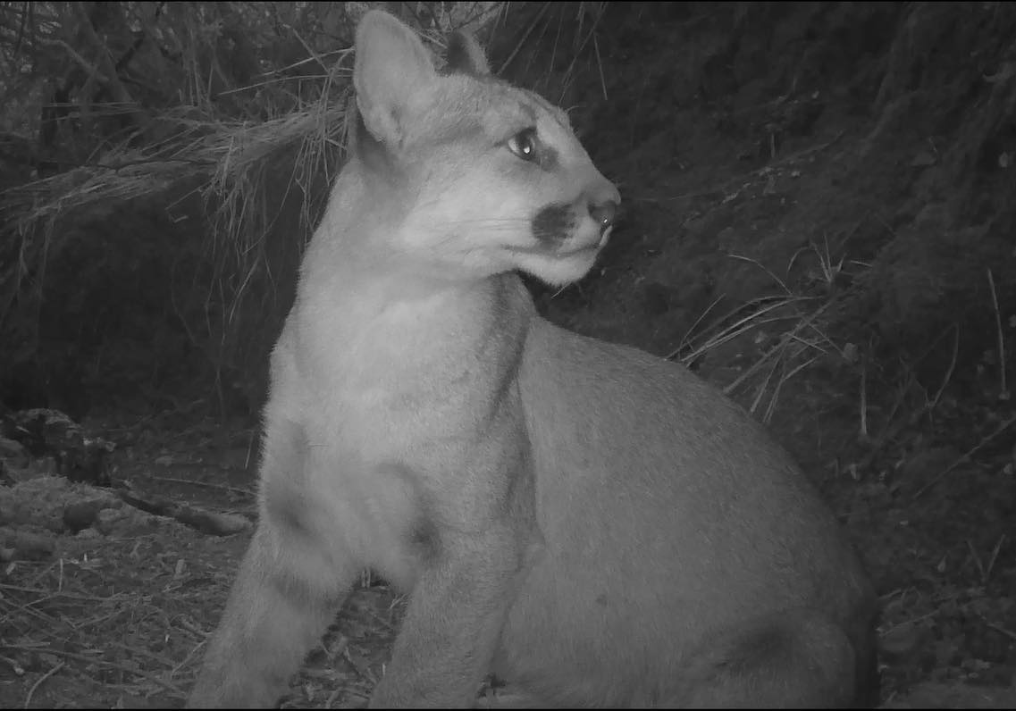 a trail camera black and white photo of a mountain lion