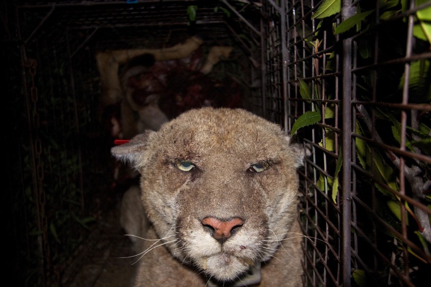 Griffith Park mountain lion with mange.