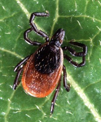 Western Black-legged Tick