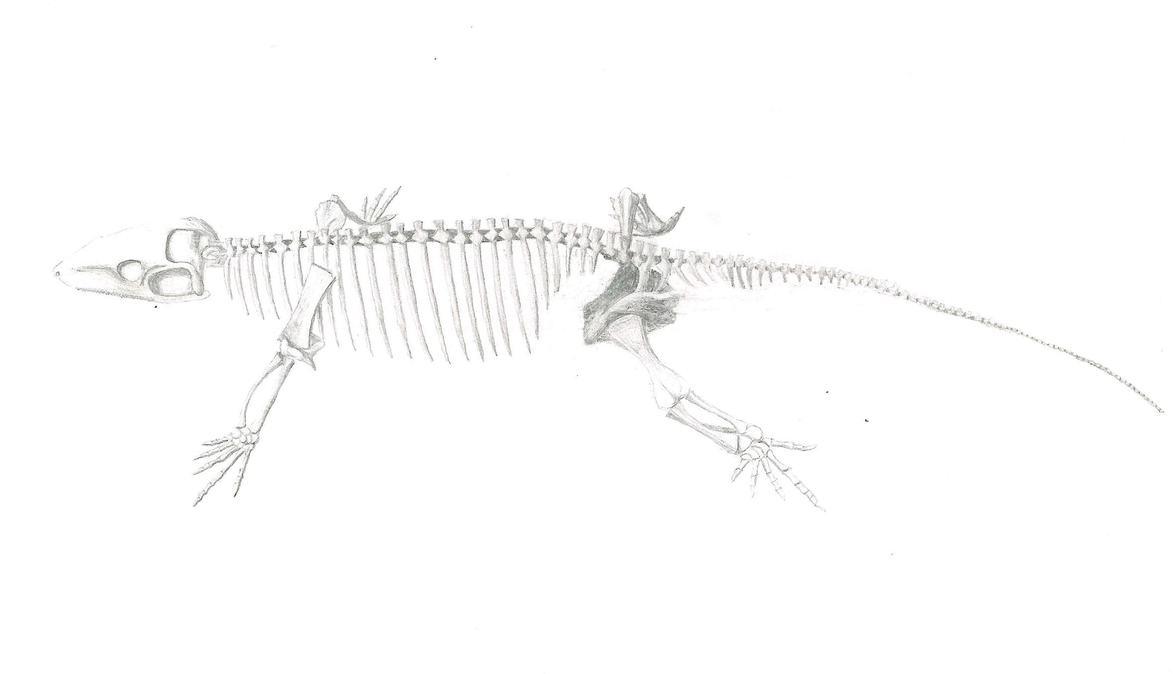 A Drawing of A Synapsid Fossil