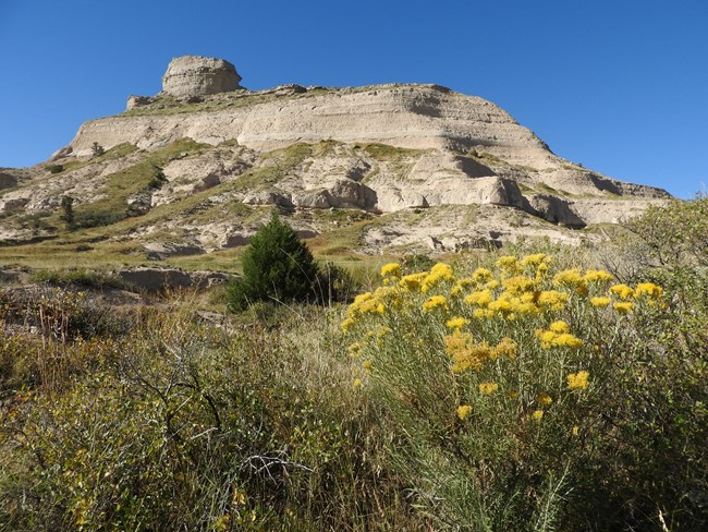 A bush with a cluster of yellow flowers grows at the base of a sandstone bluff.