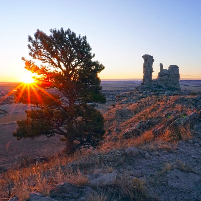 A pine tree in the foreground with spires of rock and a rising sun in the background.