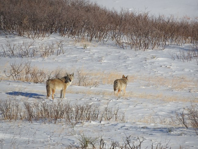 A pair of coyotes travels across the prairie.