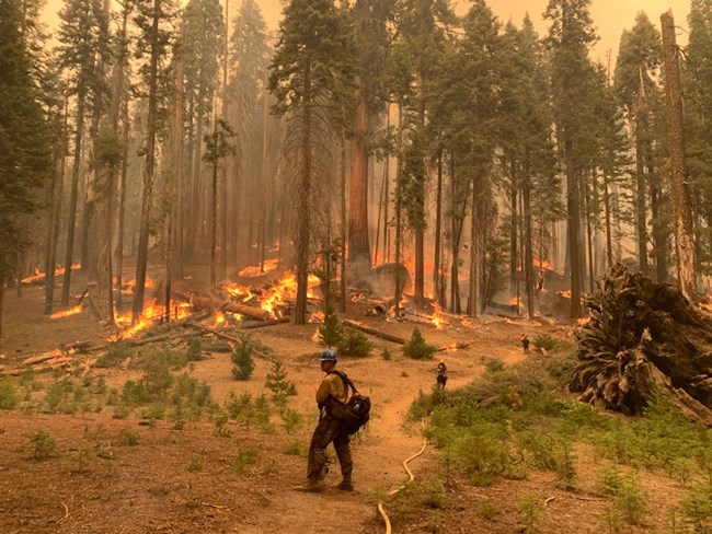 Firefighters stand along a trail or fireline monitoring a burnout operation in a mixed-conifer giant sequoia forest.