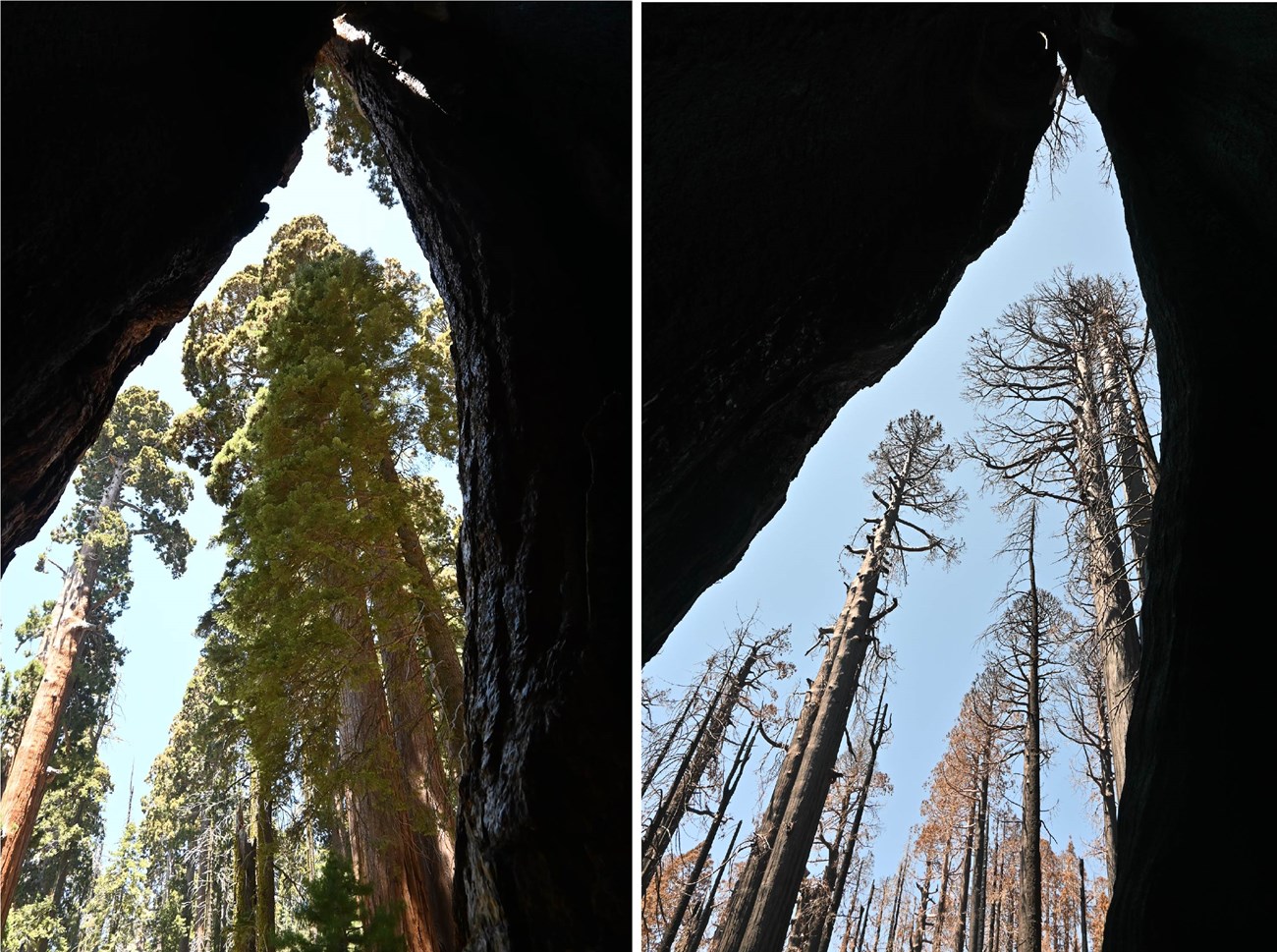 Left image: View from inside giant sequoia fire scar up toward the tops of live giant sequoias; right: same view after a wildfire killed al of the sequoias in this view, their green branches now brown with dead needles.