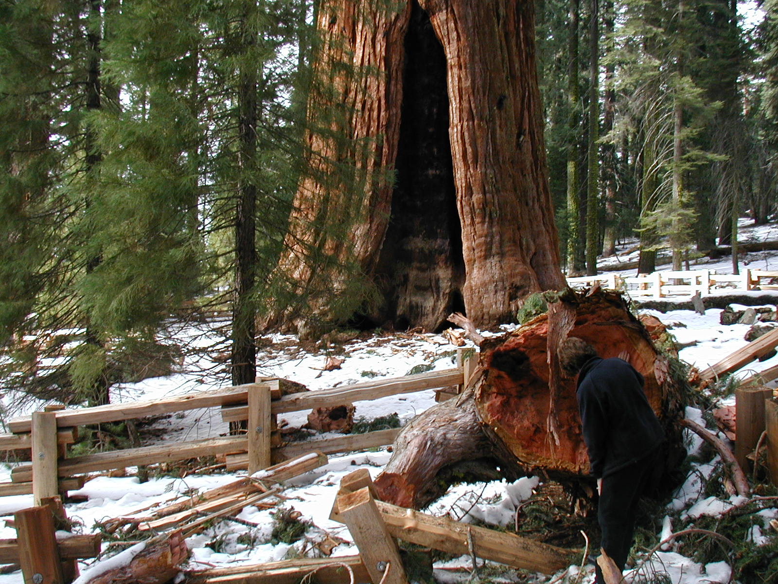 Mature Sequoias - Sequoia & Kings Canyon National Parks (U.S.