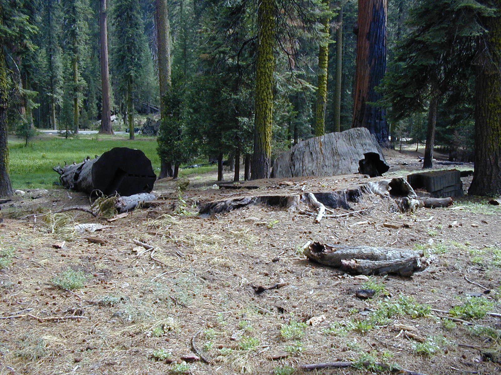 Demolition of Giant Forest Development - Sequoia & Kings Canyon