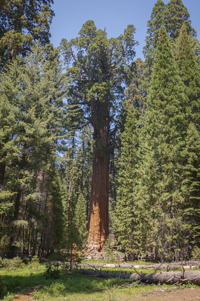 General Sherman