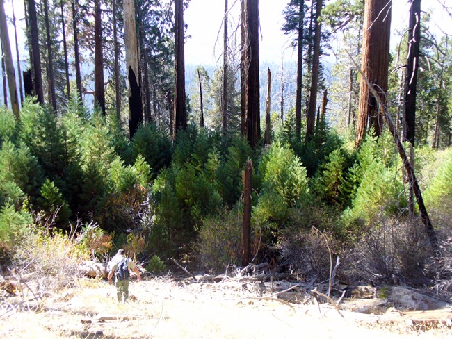 Man walks toward young giant sequoia trees growing near a sunny gap in the forest and under larger trees, some of which were killed by a fire.