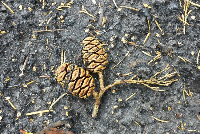 Two giant sequoia cones lying on burned area with small oatmeal flake-sized seeds around them.