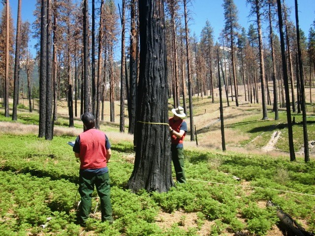 2016 SEKI Fire Effects Monitoring Crew working out in the field taking tree diameter measurements.