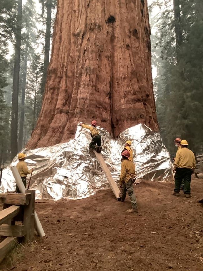 Six firefighters work together to stretch protective foil around the lower 8 feet of giant sequoia tree.