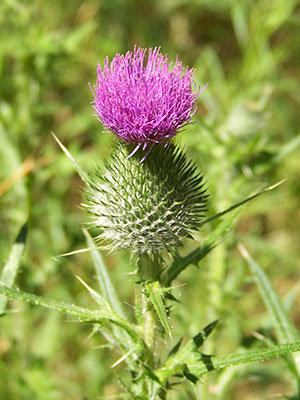 Our Most Invasive Non-Native Plants - Sequoia & Kings Canyon National