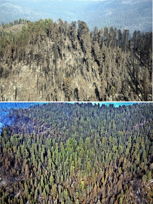 Upper image shows an aerial view of mostly live giant sequoias with a few areas of sequoias with brown foliage; the lower image shows an aerial view of a part of a giant sequoia grove where all the trees were killed from high severity fire.