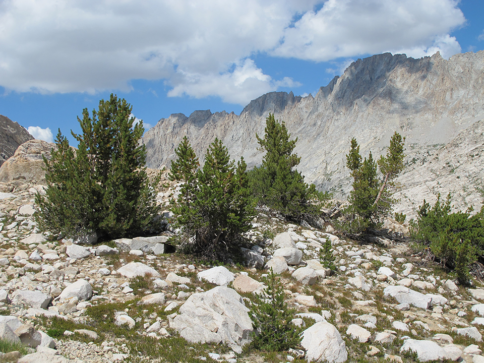 Subalpine Forests - Sequoia & Kings Canyon National Parks (U.S