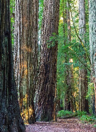 Trees in a redwood forest