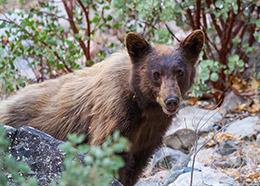 Mammals - Sequoia Kings Canyon National Parks U.S 