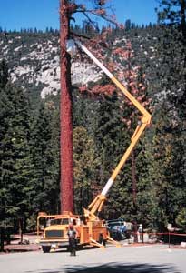 notion 275m coatue management sequoia 10b