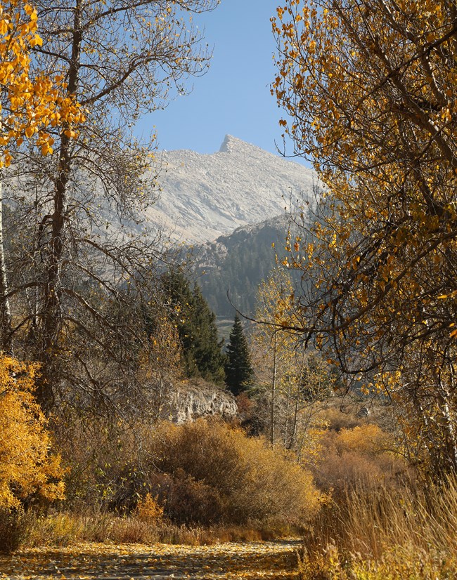 Yellow leaves on trees surrounding a road with a jagged peak in the background