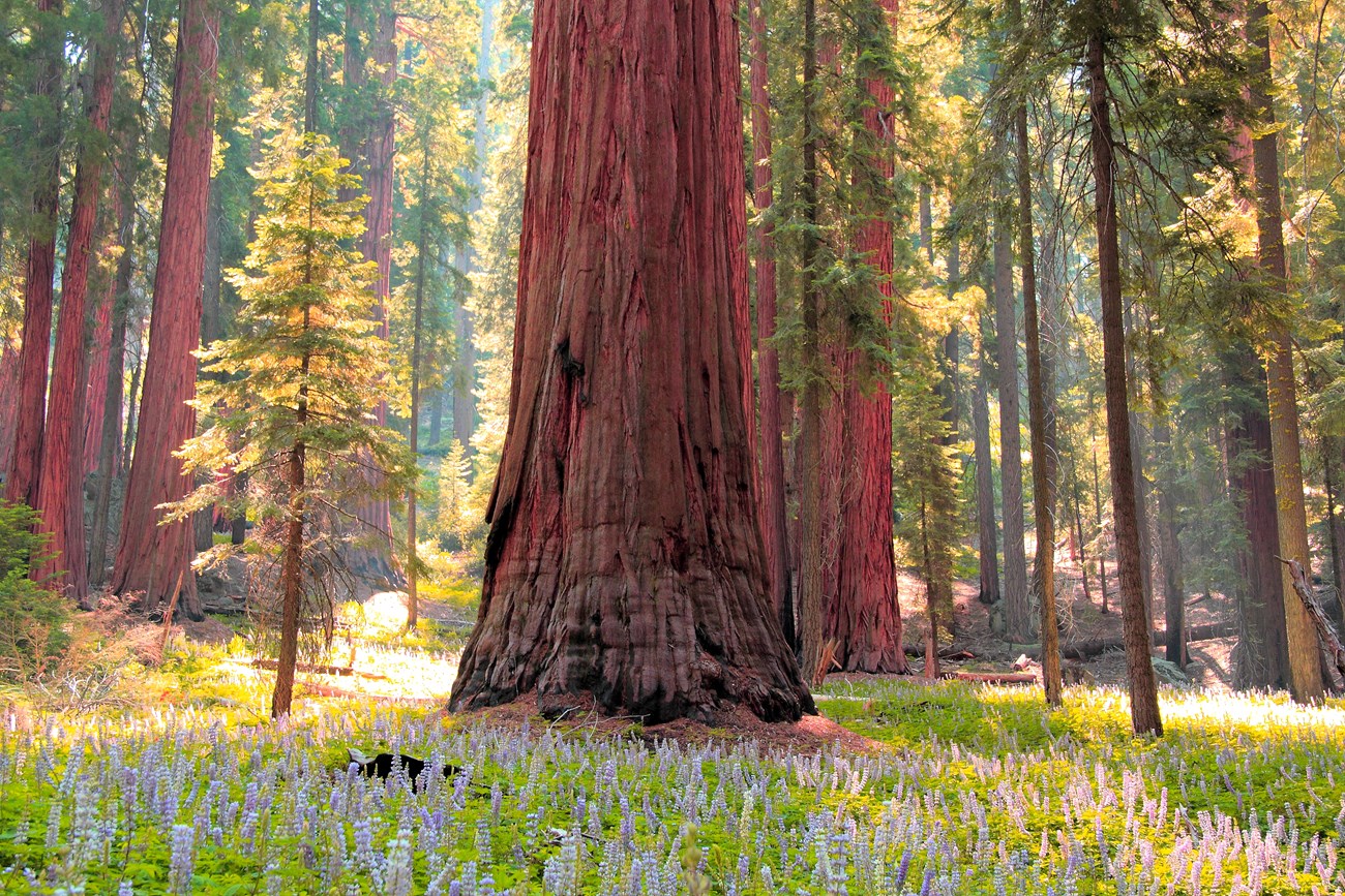 Giant Forest & Lodgepole Trails - Sequoia & Kings Canyon National
