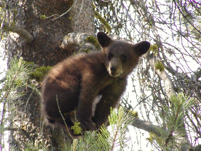 Bear Complex: How to Do, Pro Tips & Safety Measures