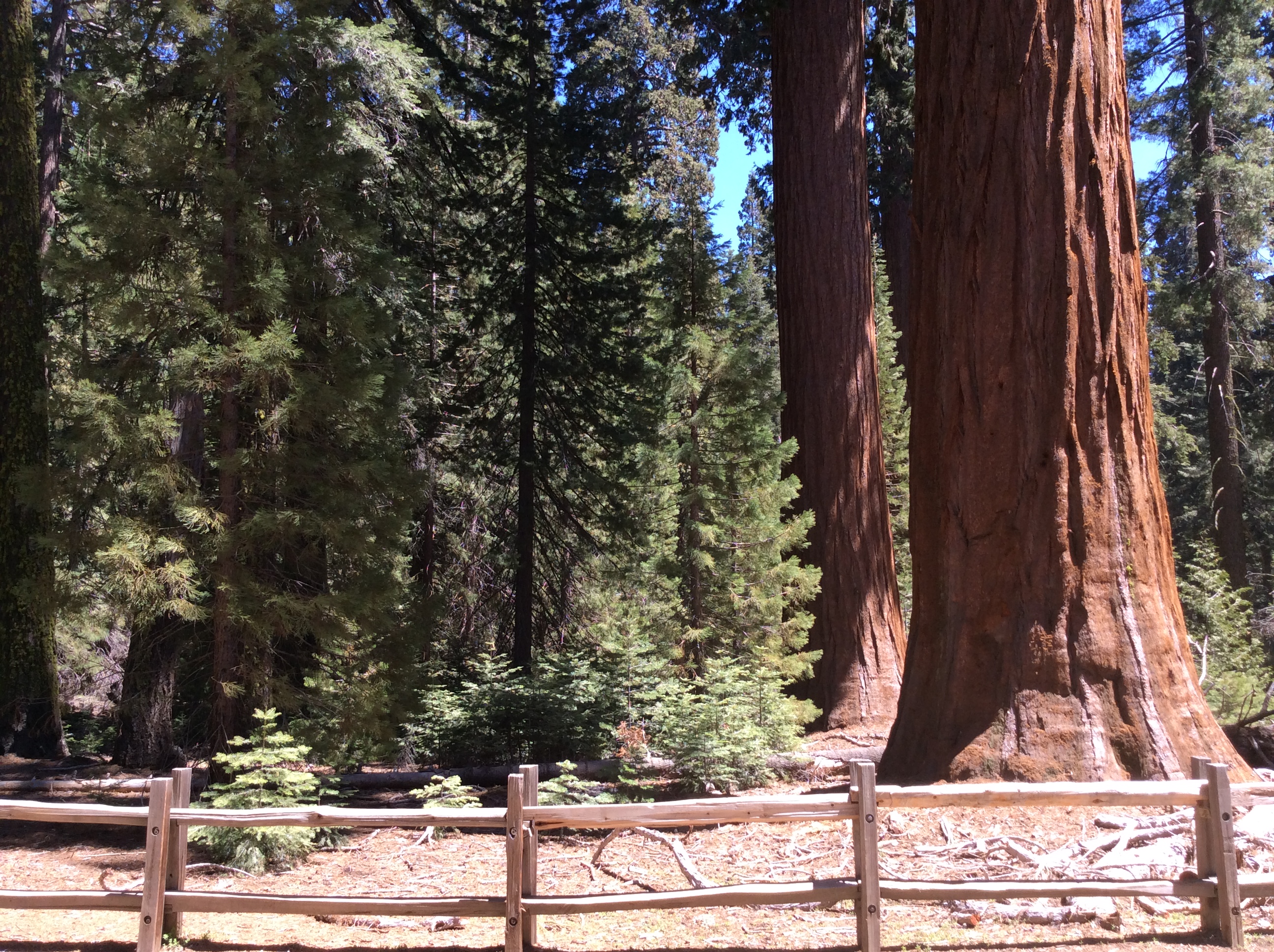 Grant Grove Area Trails - Sequoia Kings Canyon National Parks (U.S. National Park Service)