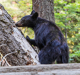 Bears And Food Storage Sequoia Kings Canyon National Parks U S National Park Service