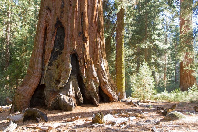 A monarch sequoia