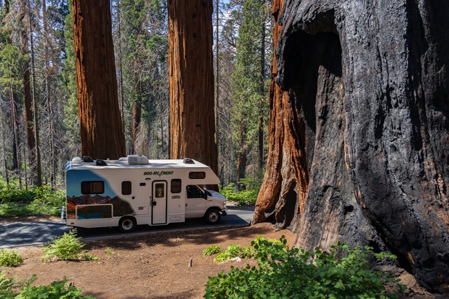 An RV driving on a road in between two large Sequoia trees.
