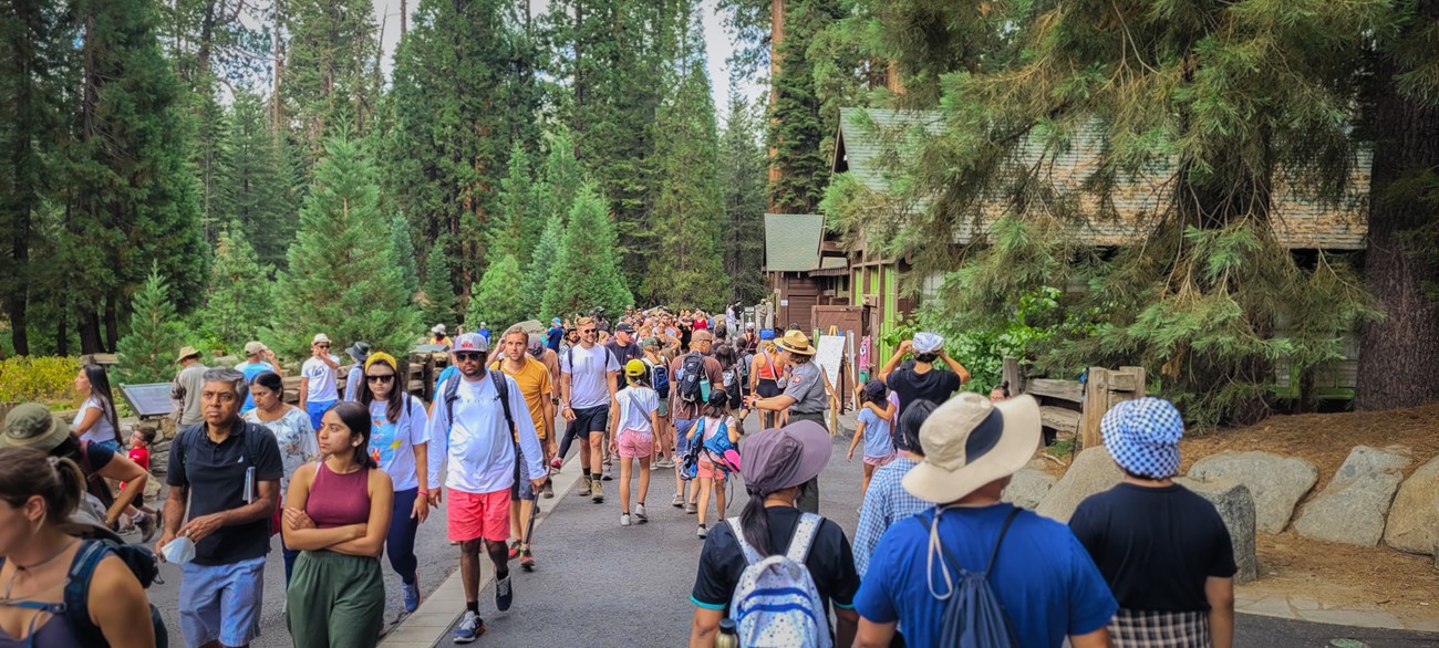 A large group of visitors walks by the Giant Forest Museum. Nearly hidden in the see of people is a park ranger.