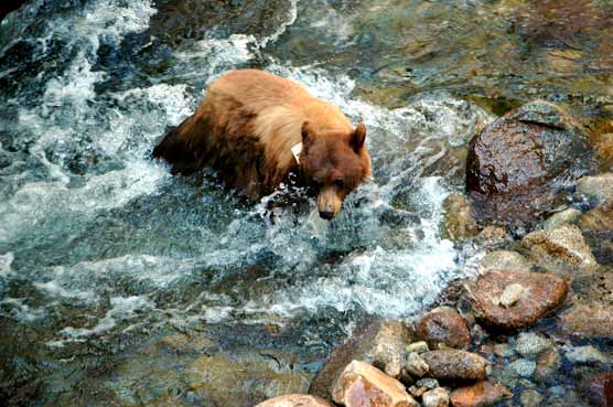 The Death of #583 - Sequoia & Kings Canyon National Parks (U.S