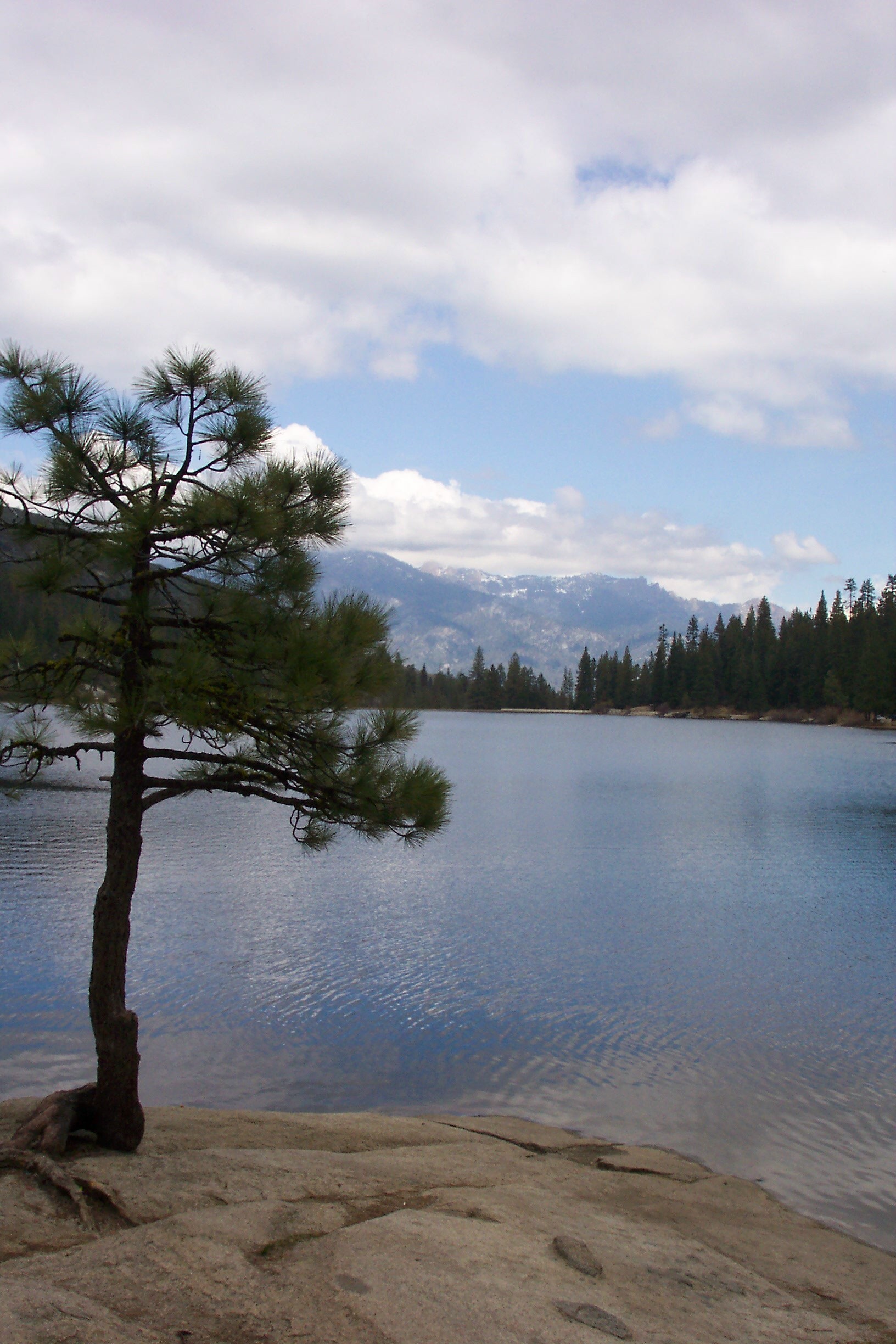 hume-lake-tree.jpg?maxwidth\u003d650\u0026autorotate\u003dfalse