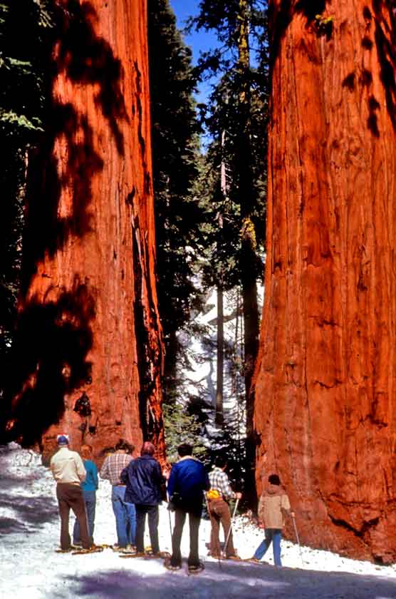 Grant Grove Trails in Winter - Sequoia & Kings Canyon National Parks (U