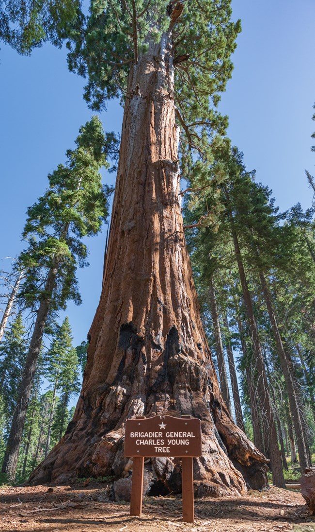 A giant sequoia tree stands with a brown sign at it's base reading "Brigadier General Charles Young Tree"