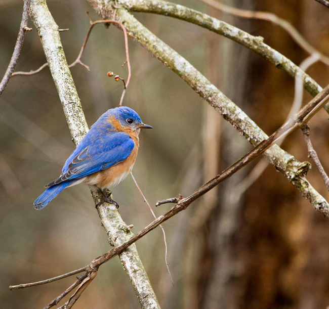 Cornell Lab on Twitter: Our Bird of the Week can detect prey by sight up  to half a mile away, and by sound, under a foot of snow: it certainly is a