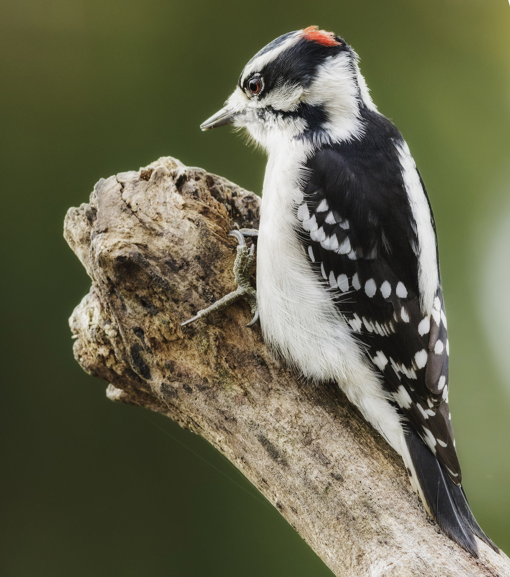 Downy Woodpecker - Shenandoah National Park (U.S. National Park Service)