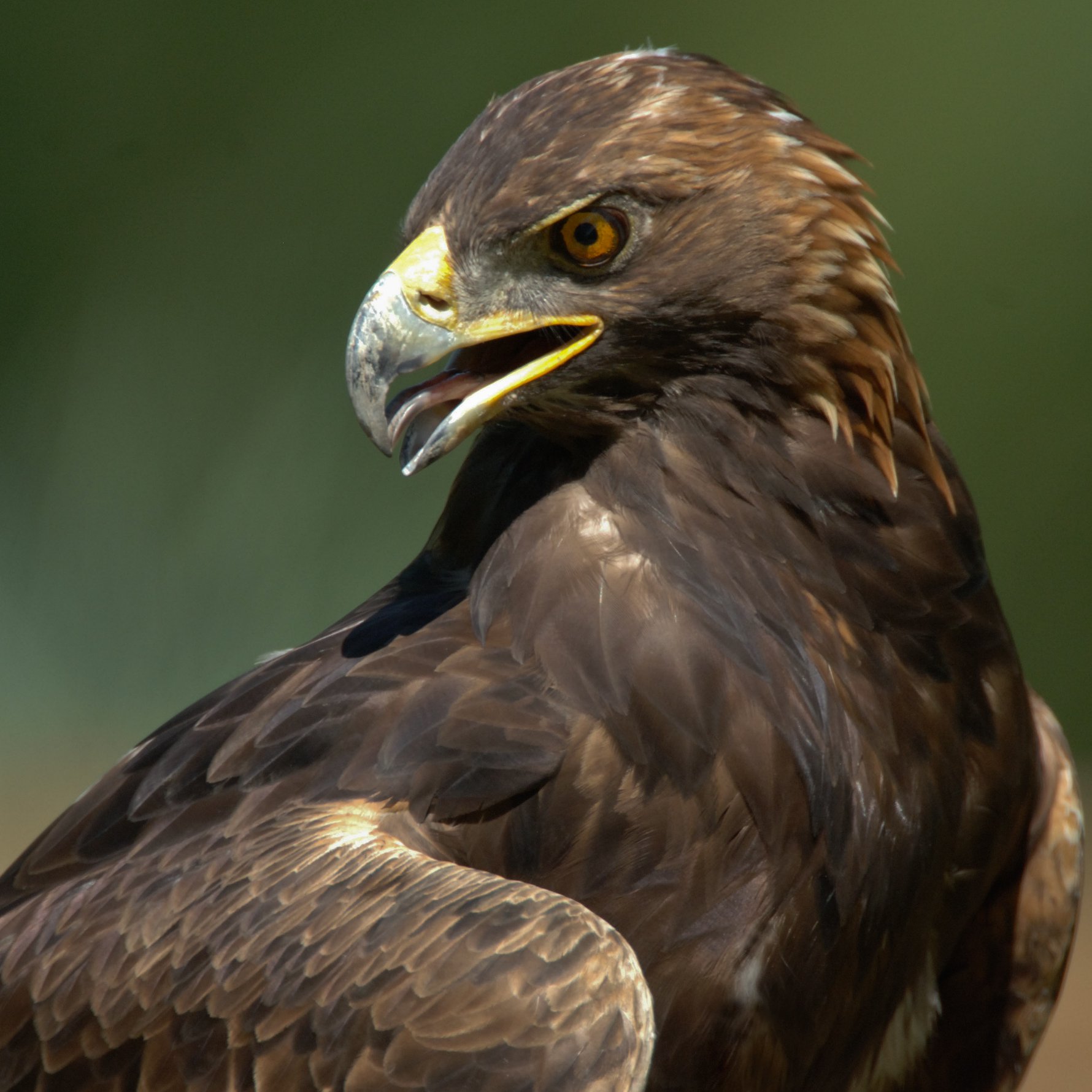 2018 Year Of The Bird Cont Shenandoah National Park