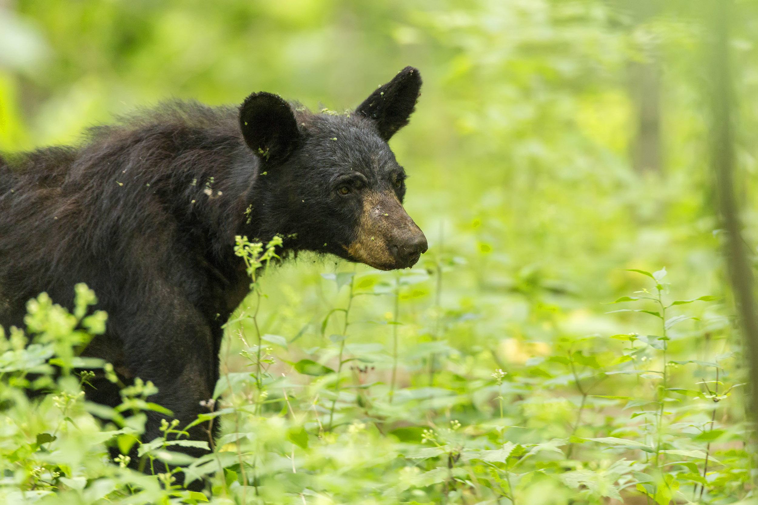 Researching black bears in winter dens