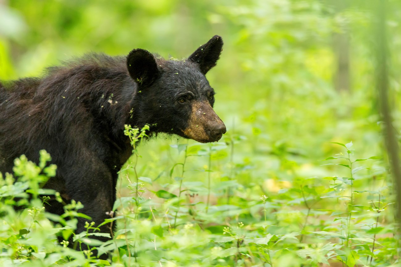 Black Bears - Bears (U.S. National Park Service)