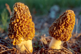 Mushrooms and Other Fungi - Shenandoah National Park (U.S. National Park Service)
