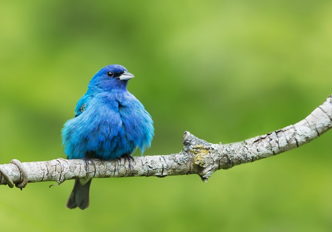 A brilliant blue adult breeding male Indigo Bunting fluffs his feathers as he perches on a tree branch.