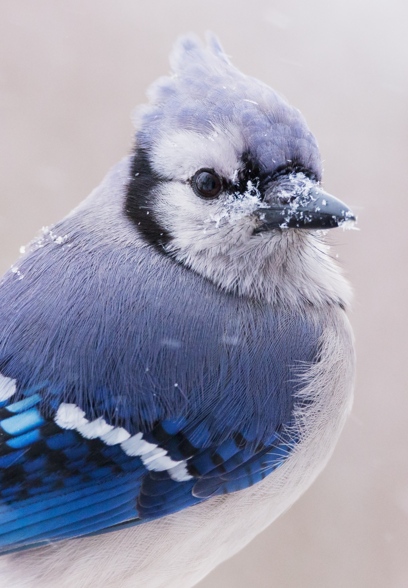 Ohio's blue jay feathers aren't really blue, here's how it tricks your eyes