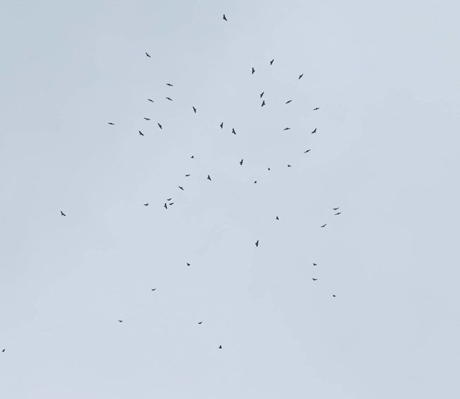 A large group of hawks circle high above in the air, appearing as black dots in the sky.