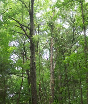 Poplar hardwood