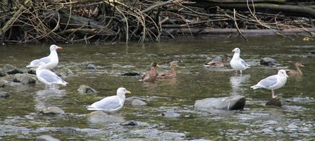 Several gulls and other sea birds wading in the shallow, rocky Indian River.