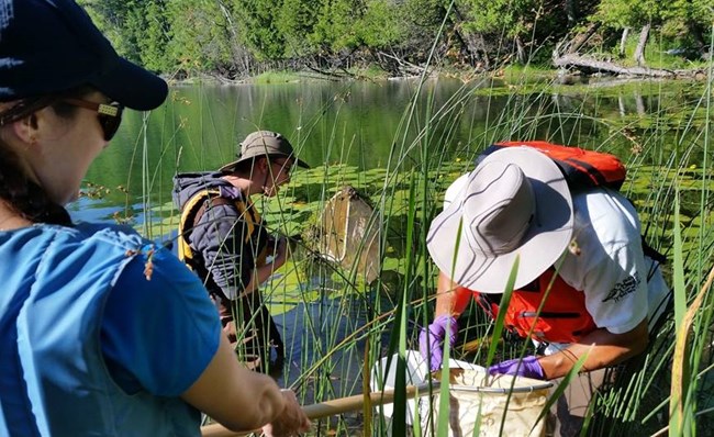 Educators use nets to search for dragonfly larvae in the plants and mud on the bottom of Bass Lake