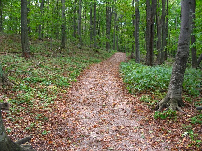 Dirt path winding through forest of dark brown tree trunks with bright green leaves