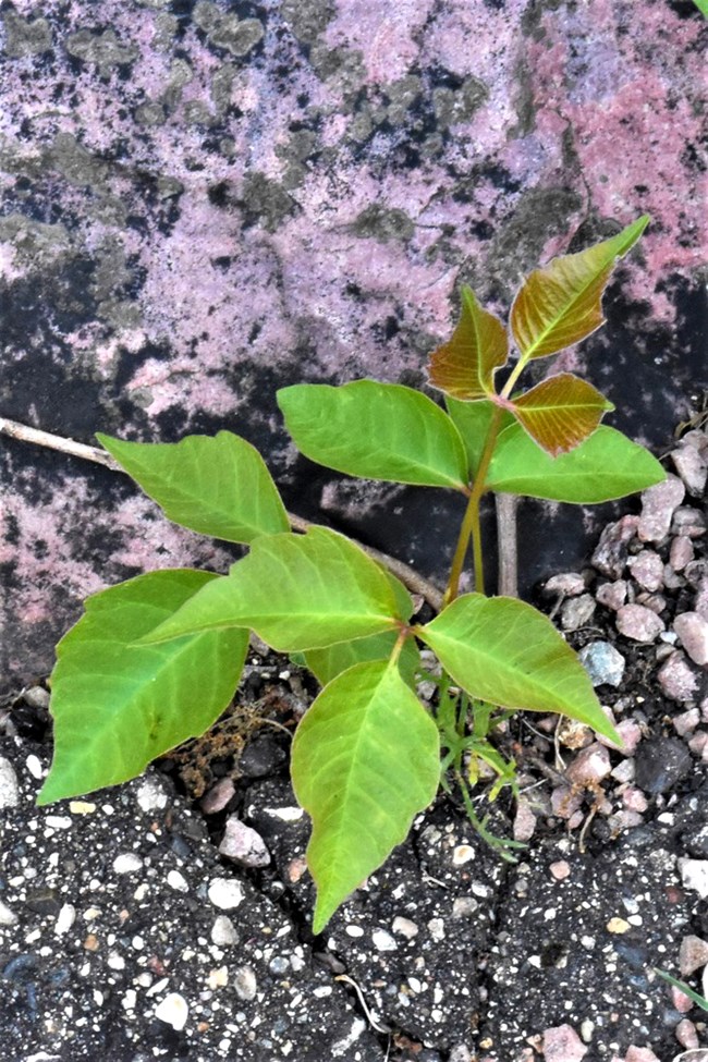 Green leaves of three against a black and pink rock
