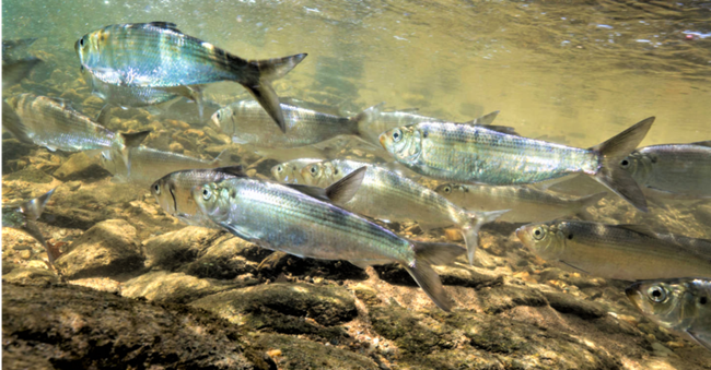 AlewifeUSFWS School of shiny alewifes, darker gey at the top and silver toward belly. Swimming close to the rocky bottom.